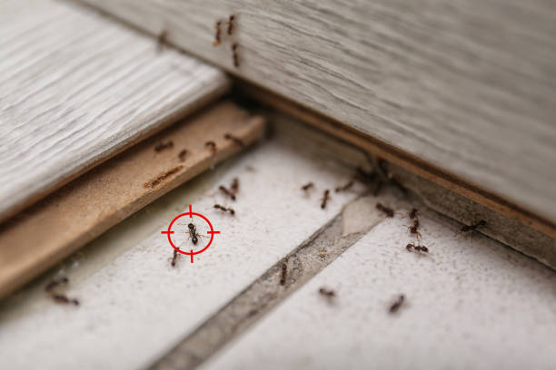 Best Commercial Pest Control Services  in Beale Af, CA