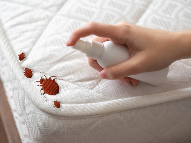 Best Emergency Pest Control  in Beale Af, CA